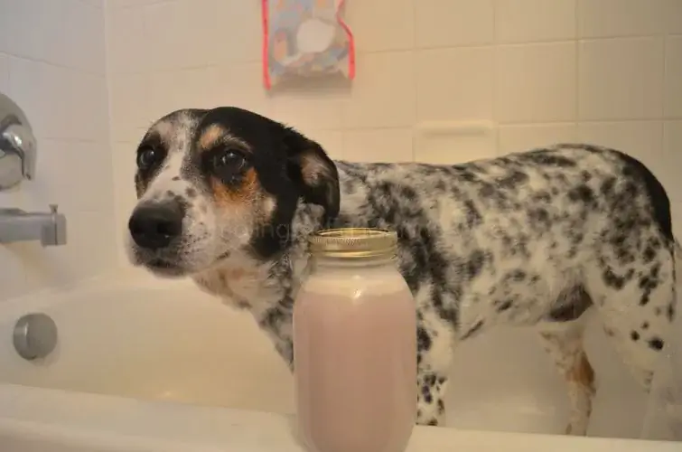 Niks behalwe Room Dog Shampoo nie