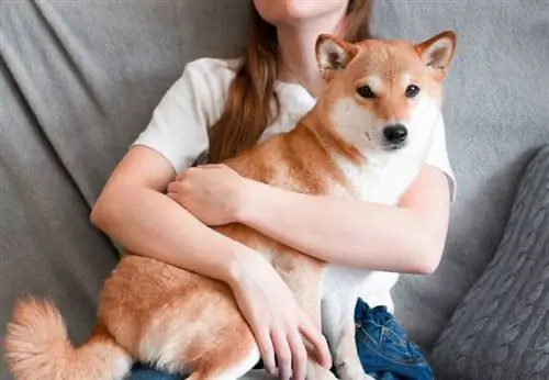 žena objímá svého mazlíčka shiba inu