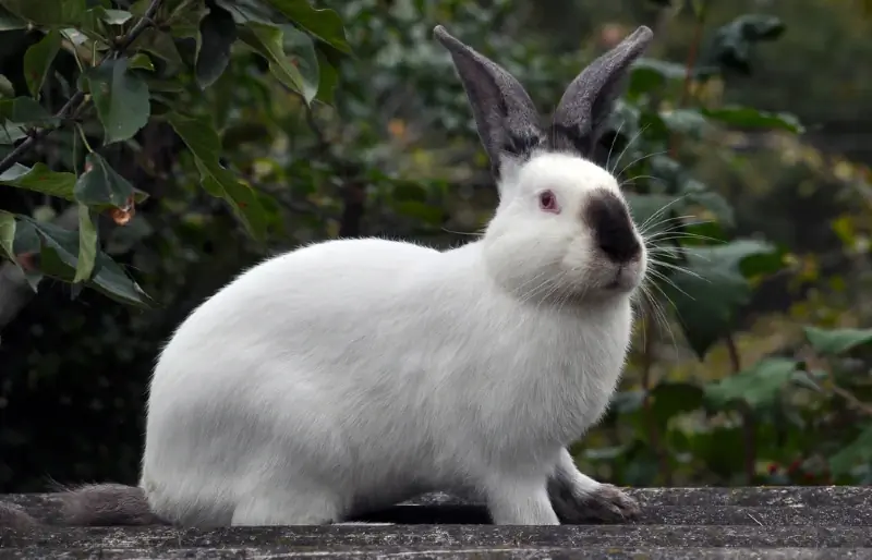 Californian Rabbit: Fatos, Cuidados, Dieta, Fotos & Mais