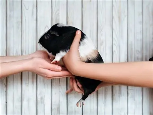 bambini che tengono una cavia