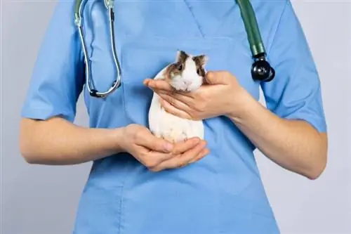 cobaia nas mãos de um veterinário de uniforme azul com um estetoscópio no pescoço