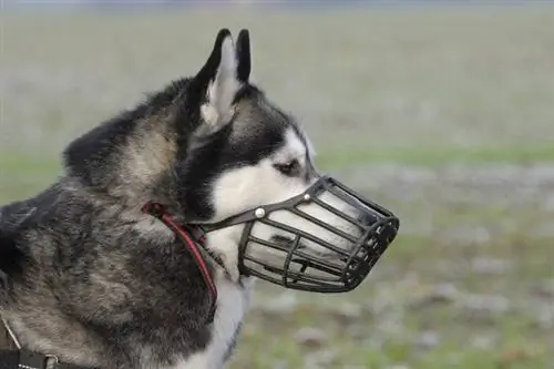 Come misurare la museruola di un cane in 5 semplici passaggi