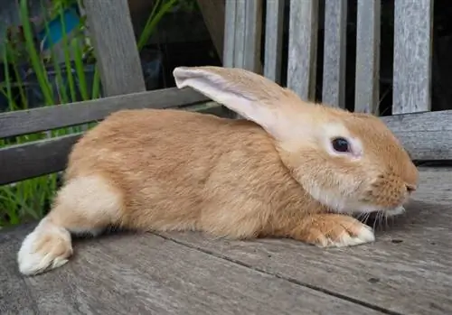 dítě kontinentální obří králík na dřevěné podlaze