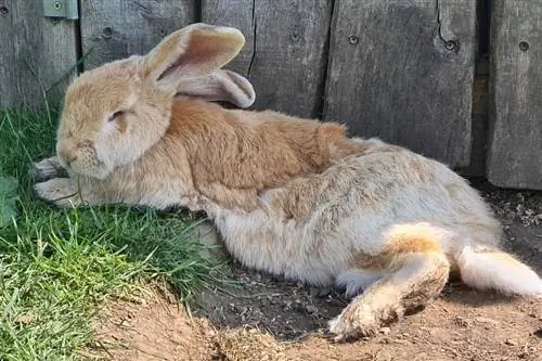 Kontinentální obří králík spí na dvoře