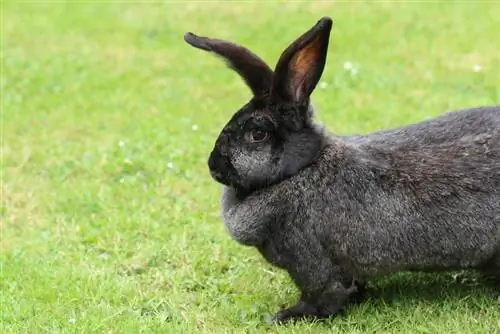 Continental Giant Rabbit na tumatakbo sa buong bakuran