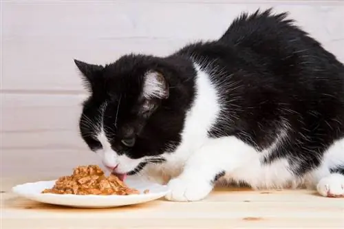 ang itim at puting pusa ay kumakain ng likidong pagkain mula sa isang plato