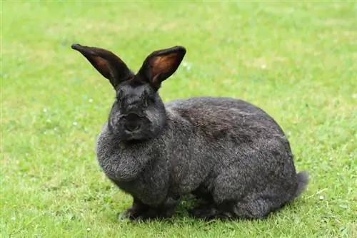 Continental Giant Rabbit: informacje, pielęgnacja, dieta, zdjęcia & Więcej