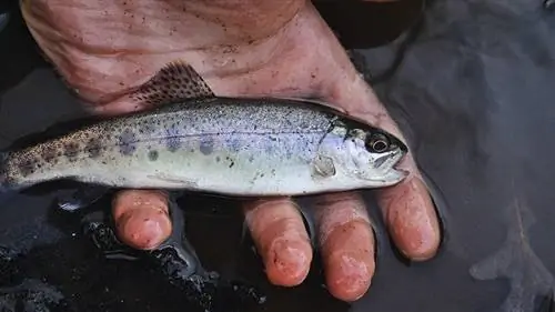 hält eine Forelle im schlammigen Wasser der Hand