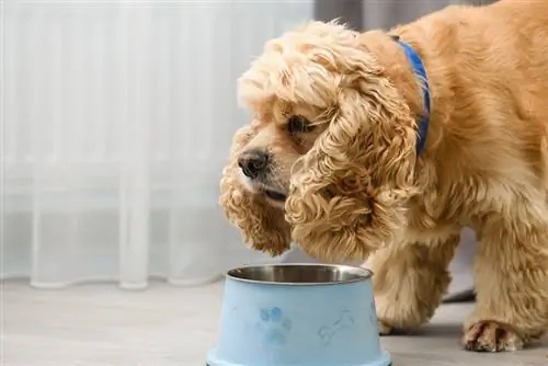 perro cocker spaniel comiendo