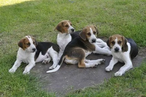 Cuccioli di Foxhound inglese