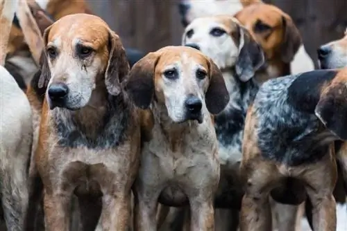 English Foxhound – Gambar, Maklumat, Panduan Penjagaan & Lagi