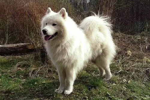 3 Samoyed Melez Irk (Resimlerle)