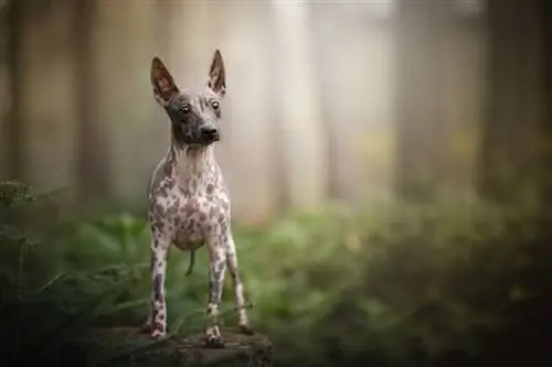 Terrier americano senza pelo