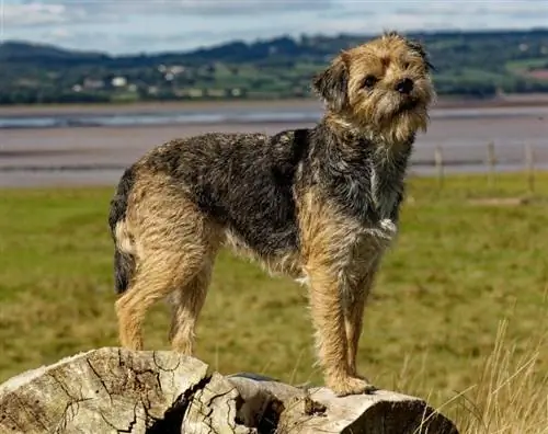 terrier di confine