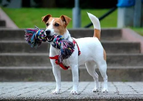 jack russell teriér