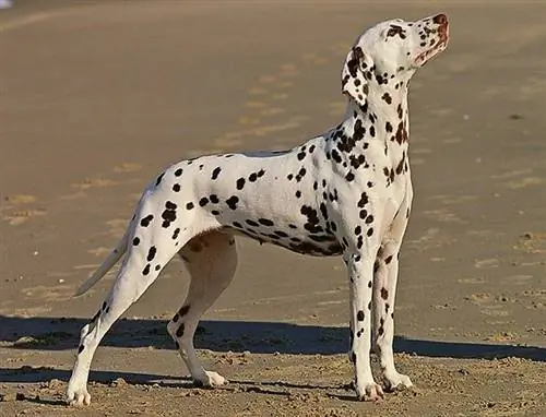 Dalmatische staande