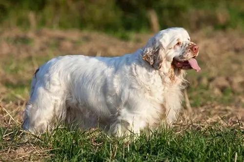 Clumber spanielis