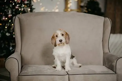 Pequeño Basset Grifón Vendeano