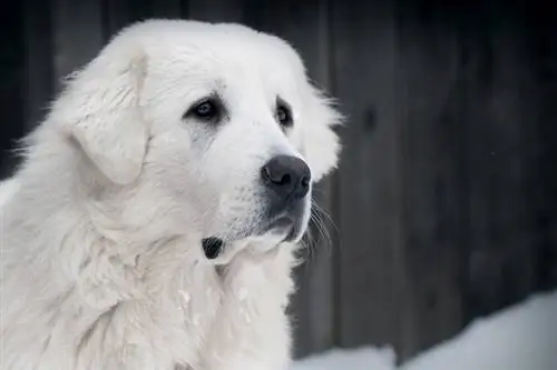 Anjing Gembala Tatra Poland