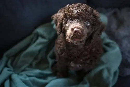 Cachorro de perro de agua portugués