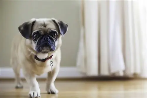 Perro puginés de raza mixta