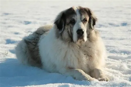 Pyrenean Mastiff dalam salji