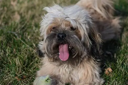 Peekapoo Pekingese Poodle σκύλος