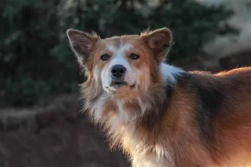 Pembroke Sheltie corgi mezcla de perro pastor