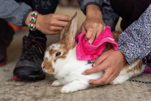 ¿Se puede bañar a un conejo? Datos revisados por veterinarios & Preguntas frecuentes