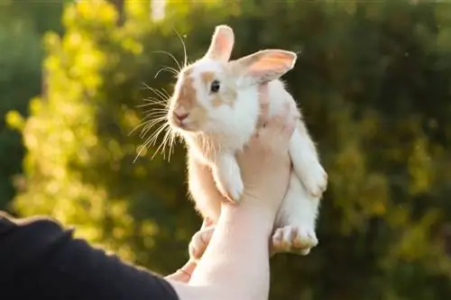 jeune mâle lapin gotland tenu en l'air