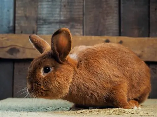 lapin néo-zélandais gros plan