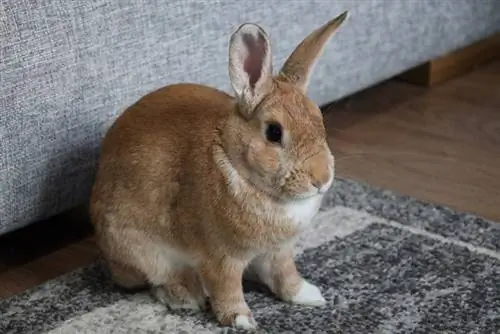 Mini-Rex-Kaninchen zu Hause