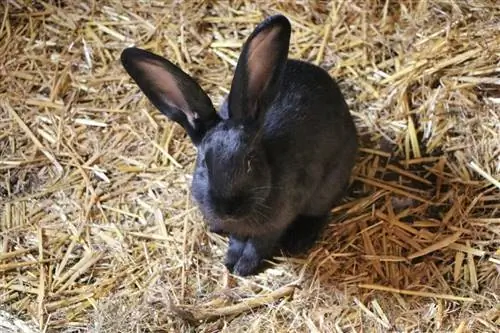 Black Beveren Rabbit sentado no feno