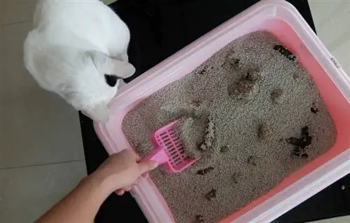 Maaari Ka Bang Mag-scoop ng Cat Litter Habang Buntis? 7 Mga Tip na Inaprubahan ng Vet