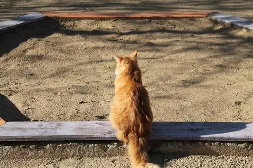 Chat dans un bac à sable