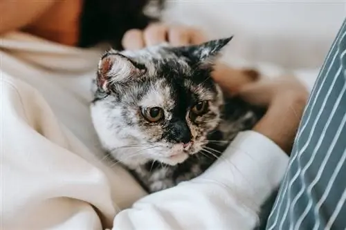 vrouw knuffelen met haar kat