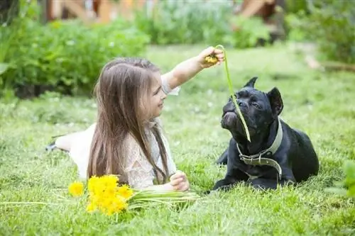 Els cane corsos són bons amb els nens? Socialització & Característiques explicades