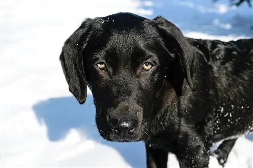 Yeşil Gözlü Köpek Irkları: Ne Kadar Nadirdir?