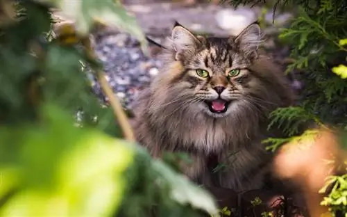 Gato siberiano com boca aberta