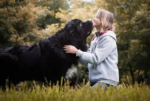 Kan hunde lugte menneskelige feromoner? Her er hvad videnskaben siger