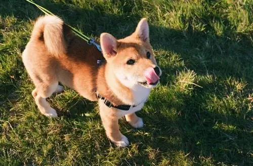 Corgi Licking