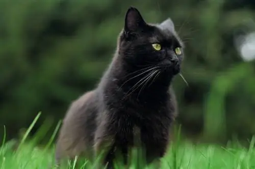 Schwarze Bombay-Katze sitzt auf Gras