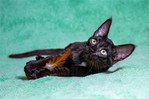 Gato negro sabana jugando con juguete de plumas