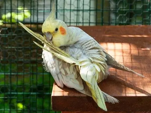 Preening Pearl Cockatiel