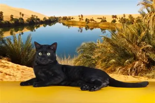 Chat noir de la savane : faits, origine & Histoire (avec images)