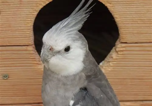 Grey Cockatiel: Faktid, päritolu & Ajalugu (koos piltidega)