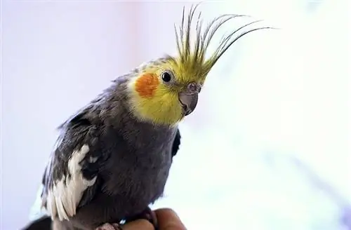 Yellowface cockatiell