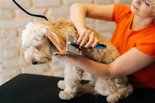 mchungaji akichana masikio ya mbwa wa curly Labradoodle