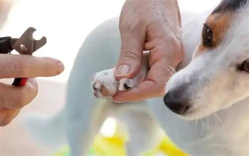 3 verschillende soorten nagelknippers voor honden: welke is beter?