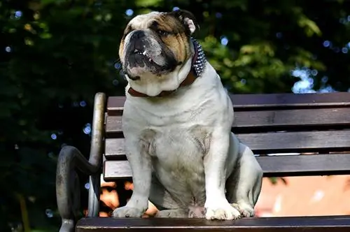 bulldog sitter på en bänk i parken